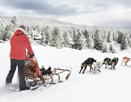 Dog Sleeding